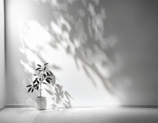 白い壁に影を落とす観葉植物
