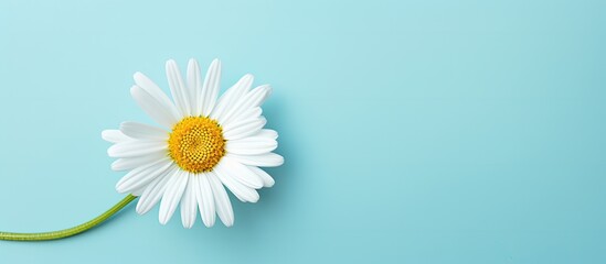 An uplifting and minimal composition featuring a natural white daisy pattern on a serene baby blue backdrop perfect for adding copy space to your image