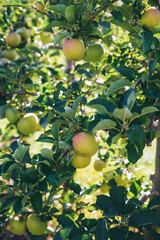 Green varieties of apples on an apple tree branch Of course, here is a list separated by commas: Granny Smith, Golden Delicious, Simirenko, Mutsu, Antonovka, Limonka, White filling, Champagne, Papirov