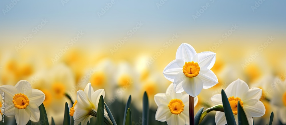 Poster A white double daffodil with a yellow core stands out amongst a blurred backdrop of other daffodils creating an ideal copy space image for text