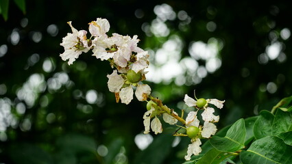 Lagerstroemia speciosa fruit on a natural background