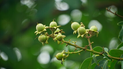 Lagerstroemia speciosa fruit on a natural background