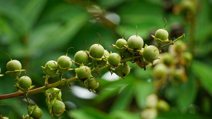 Lagerstroemia speciosa fruit on a natural background