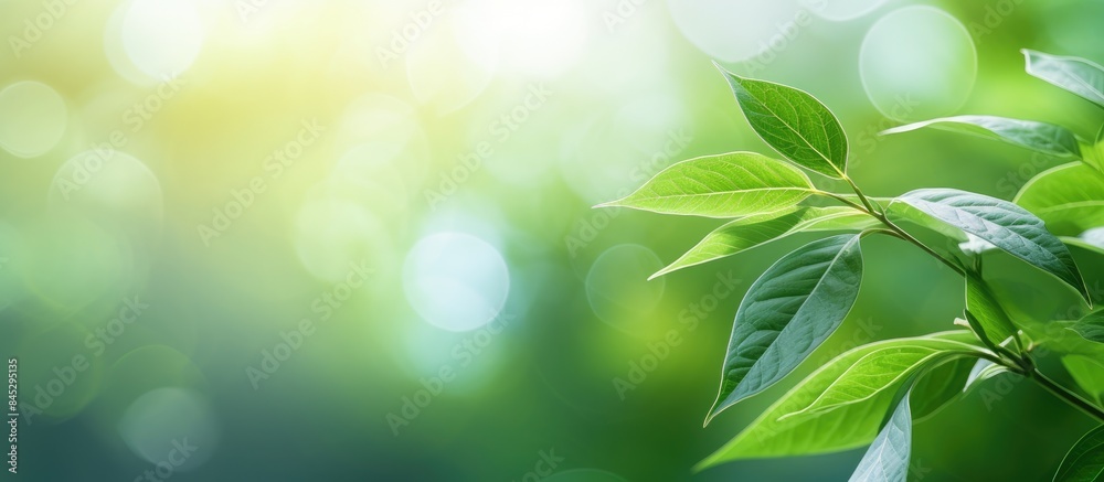 Aufkleber a tranquil green leaf surrounded by lush greenery in a garden the image features a copy space and na