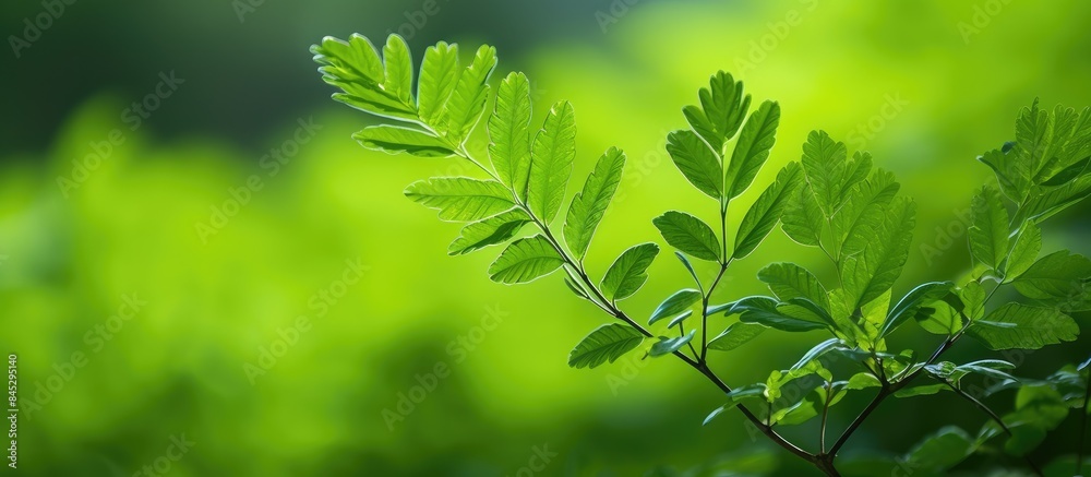 Poster a high quality photo of sorbaria sorbifolia a shrub with green leaves in a natural setting against a
