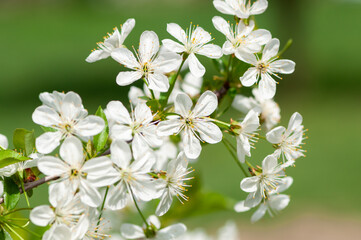 Cherry tree branches with flowers, blooming tree