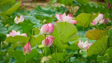 Pink lotus blooms in the field