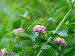 山に咲いたランタナの花