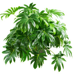 Obraz premium Lush Green Potted Basil Plant Isolated on Transparent Background, Ideal for Culinary and Herbal Projects
