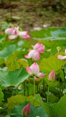 Pink lotus blooms in the field