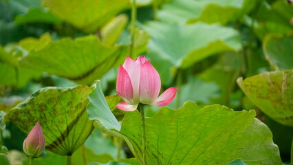 Pink lotus blooms in the field