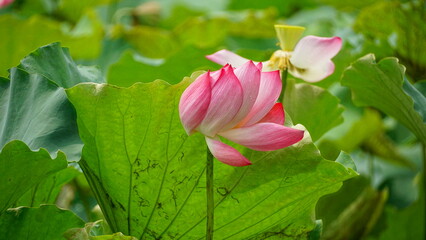 Pink lotus blooms in the field