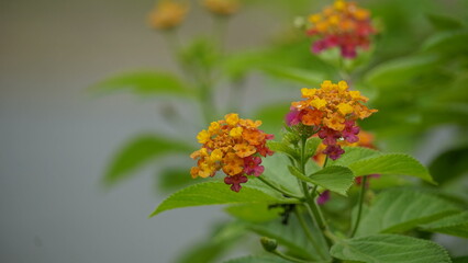 Red and yellow Lantana camara flowers bloom