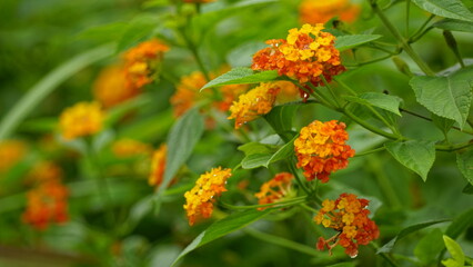 Red and yellow Lantana camara flowers bloom