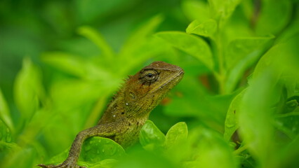 Close-up of Calotes versicolor lying on a leaf