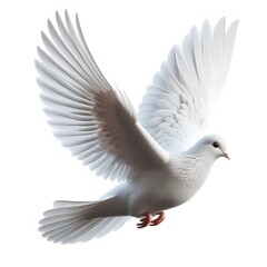 Obraz premium white dove isolated on white