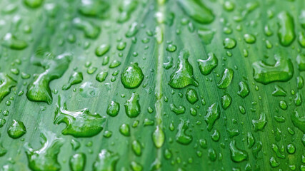 water drops on green leaf
