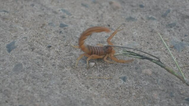 Indian red scorpion. It is considered to be the most lethal scorpion in the world. It's other names eastern Indian scorpion, aHottentotta tamulus and Indian Red Tail Scorpion. 

