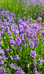 Flowers of beautiful blooming lavender
