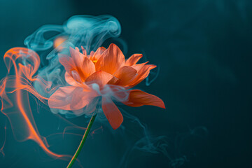 lotus flower, close up of a lotus flower, water lily flower