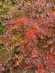 A shrub with small, pink-red leaves against dark green coniferous trees highlights the contrasting colors.