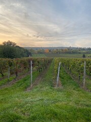 Fototapeta premium Southern Germany’s green hills are rich with productive vineyards.