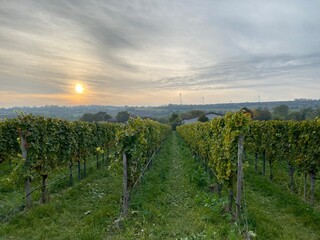 Fototapeta premium The hills of southern Germany are covered in lush, green vineyards.
