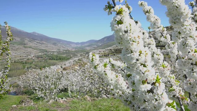 Cherry tree, Jerte valley, extremadura in Spain