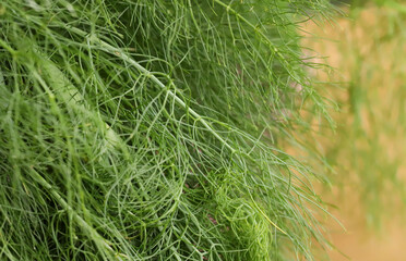 Close up of fennel (Foeniculum vulgare)