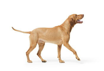 Dog hungarian Vizsla isolated on white background