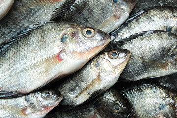 fresh fish on the market