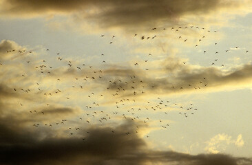 Dendrocygne fauve,.Dendrocygna bicolor, Fulvous Whistling Duck