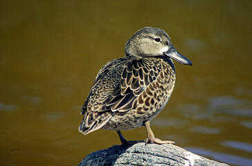 Sarcelle à ailes bleues,.Spatula discors, Blue winged Teal