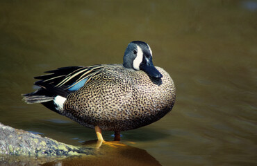 Obraz premium Sarcelle à ailes bleues,.Spatula discors, Blue winged Teal