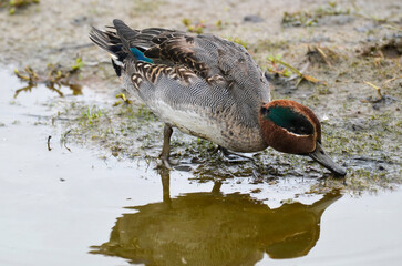 Sarcelle d'hiver,.Anas crecca, Eurasian Teal