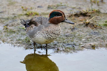 Sarcelle d'hiver,.Anas crecca, Eurasian Teal