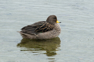 Sarcelle tachetée, Sarcelle à bec jaune, Anas flavirostris, Yellow billed Teal