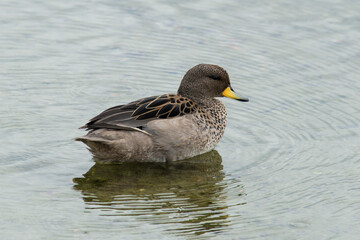 Sarcelle tachetée, Sarcelle à bec jaune, Anas flavirostris, Yellow billed Teal