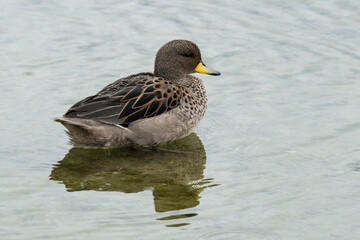 Sarcelle tachetée, Sarcelle à bec jaune, Anas flavirostris, Yellow billed Teal