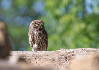 Little owl, Athene noctua. An adult bird sits on a wooden beam of an old house