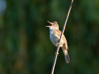 Great reed warbler, Acrocephalus arundinaceus.An early morning bird sings as it sits on a reed stalk