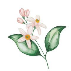 Watercolor illustration. Hand painted branch with green leaves and pink, white blooming flowers and buds. Branch of orange, grapefruit, tangerine, lemon, lime, pomelo tree. Isolated floral clip art