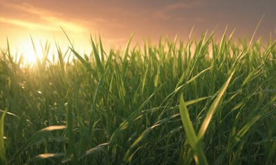 Obraz premium Closeup tall green grass with sunset glow
