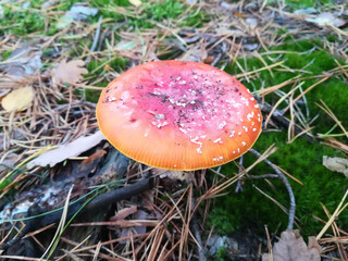 Czerwony muchomor w lesie wśród mchu i  spokojnej natury