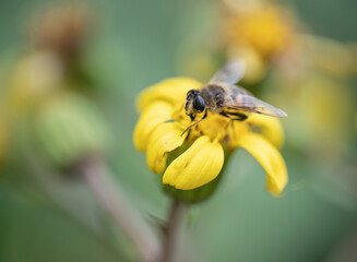 Honey bee collecting nectar and pollen from yellow flowers. Auckland.