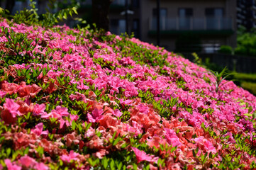 ピンク色のつつじの群生