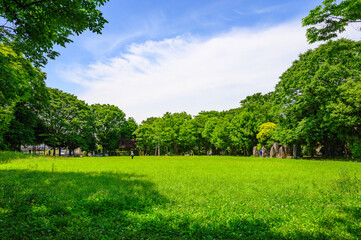 緑の芝生の広い公園の風景