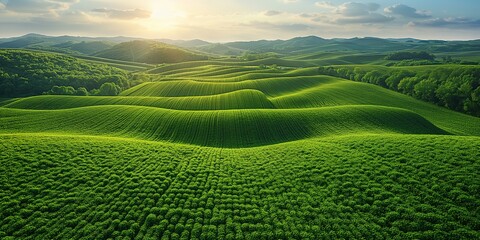 tea plantation - Powered by Adobe
