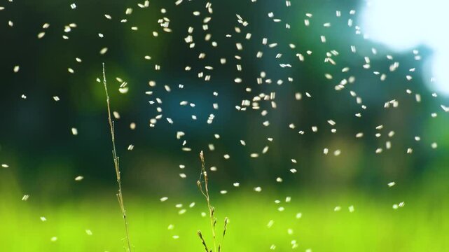 Whiteflies swarming over rice paddy fields in Bangladesh