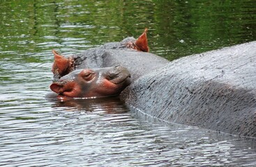 Fototapeta premium a baby hippopotamus nuzzling against his mother while swimming in a lake in ngorongoro conservation area in tanzania, east africa 